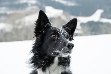Portrait of snowy border collie in the winter, black and white dog