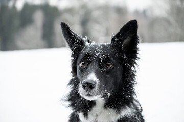 Portrait of snowy border collie in the winter, black and white dog