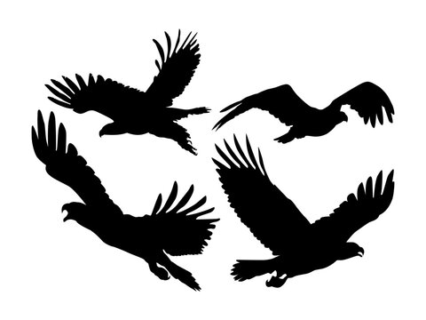 Flying eagle bird silhouette vector illustration
