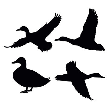 mallard duck silhouette vector illustration