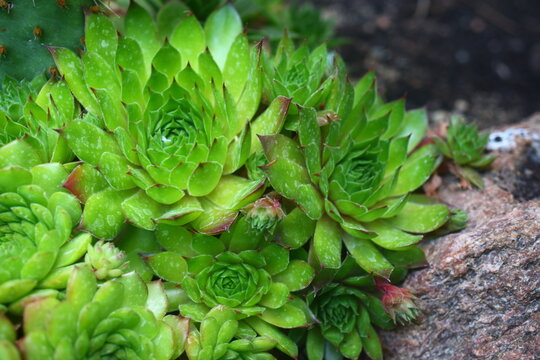 Rojnik Essence of Lime Sempervivum