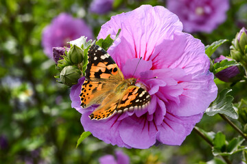 Schmetterling 1114