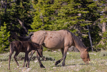 Naklejka na ściany i meble Wild Horse Mare and Foal in the Pryor Mountains Montana in Summer