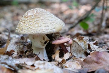 Single  mushroom Amanita rubescens, young fruiting body - edible toadstool. The common name is the blusher. 