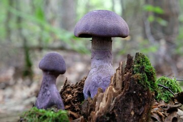 Two mushrooms Cortinarius violaceus, commonly known as the violet webcap or violet cort in forest....