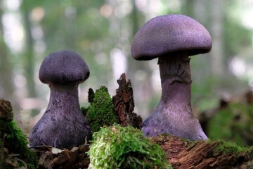 Two mushrooms Cortinarius violaceus, commonly known as the violet webcap or violet cort in forest....