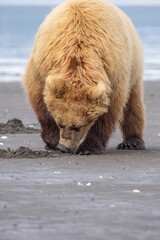 Fototapeta premium Close up bear eating clam