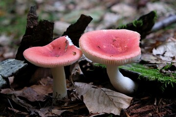 Two mushrooms russula emetica, commonly known as the sickener, emetic russula. It is a poisonous mushroom. - obrazy, fototapety, plakaty