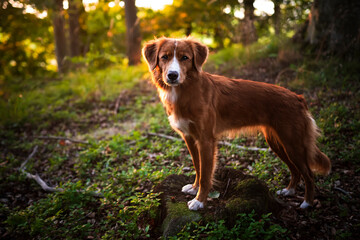 Pies w lesie o zachodzie słońca - obrazy, fototapety, plakaty