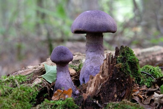 Two mushrooms Cortinarius violaceus, commonly known as the violet webcap or violet cort in forest. It is sometimes considered edible.