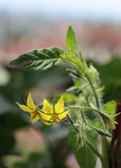 YELLOW FLOWERS OF TOMATO PLANT IN THE GARDEN