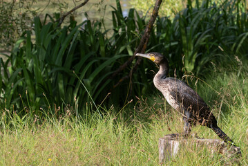 Young great cormorant standing on a lake shore