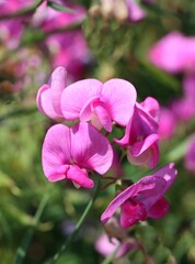 pink flowers ,husks with seeds of sweet-pea climbing plant in the garden