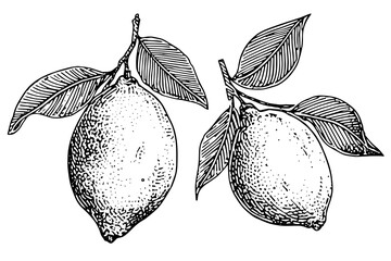 Hand drawn ink sketch vector illustration of lemon. Citrus in engraving style vector illustration. - obrazy, fototapety, plakaty