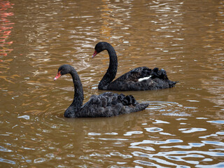 Two graceful black swans with a red beak is swimming on a lake with dark brown water.  Black swans is reflected in the water.