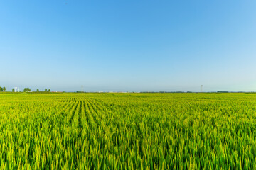 Rice planted on a large scale in August in Northeast China