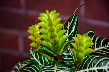 Fototapeta premium aphelandra flower. flowering nature bract. macro flowering aphelandra plant. green exotic aphelandra flower. natural flower plant. flora nature houseplant. blooming inflorescence flower in nature