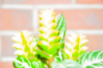 blurred background. defocused background og nature. floral plant backdrop. exotic tropical flower