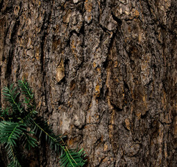 Tree bark as natural grungy grainy texture backdrop, forest in details