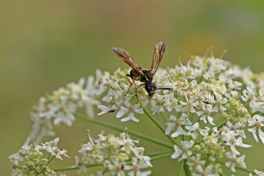 Echte Blattwespe (Tenthredo) auf Wilder M&ouml;hre (Daucus carota)