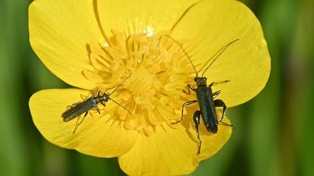 Thick-Legged Flower Beetle (Oedemera nobilis) male (R) and female feeding on a meadow buttercup. May, Kent, UK. [Slow motion x5]
