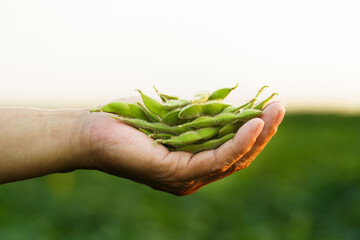 Fresh soybeans held in the palm of hand