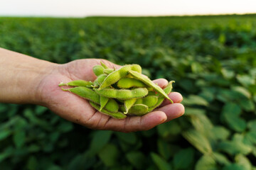 Fresh soybeans held in the palm of hand