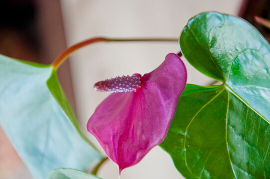 anthurium flower. flowering nature closeup. macro of flowering tailflower plant. purple exotic laceleaf flower. natural flower spathiphyllum plant. flora nature. flamingo flower blooming in nature
