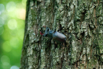 Stag beetle on oak bark. Male stag beetle on the bark of an oak tree on a summer day. Flying deer. Lucanus Cervus.