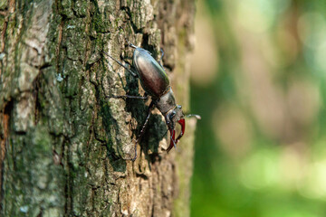 Stag beetle on oak bark. Male stag beetle on the bark of an oak tree on a summer day. Flying deer. Lucanus Cervus.