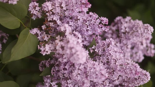 Beautiful lilac blossoming in bright sunlights. Tranquil view of charming violet flowers swaying on wind. Calm lilac branch on warm spring day. Meditative bush flowers on sring sky. 