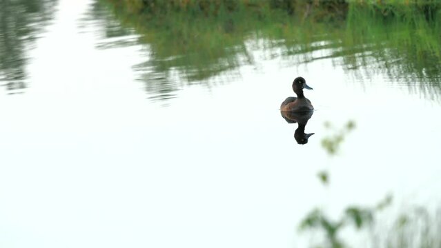 Juvenile female mallard floating on the swampy lake, looking for baby