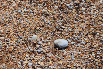 Seashells on the seashore