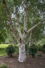 Betula utilis var jacquemontii