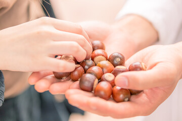 どんぐり © 彰汰 竹原