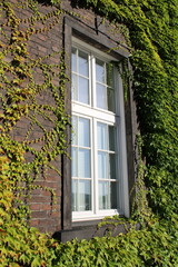 Fototapeta na wymiar old window with ivy