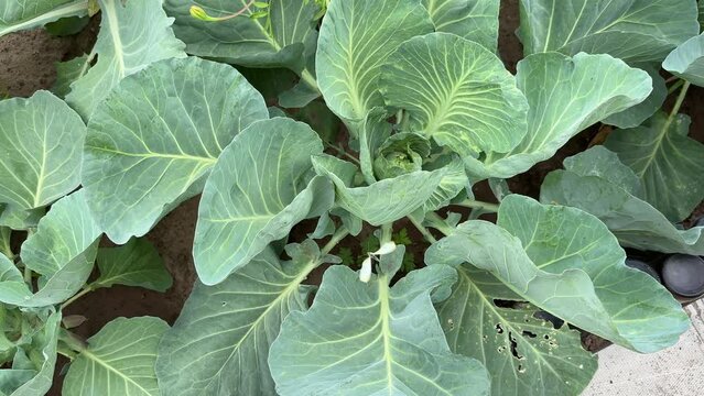 Cabbage white butterfy, Pieris brassicae, flies next to cabbage in the garden to lay eggs.