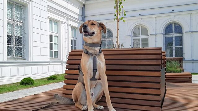Dog sits on a bench in city center. Funny mutt dog ​​is resting near building of the old railway station. Travel concept with pets.