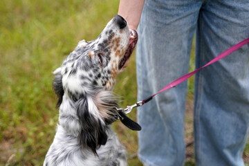 A dog of the setter breed looks at the owner