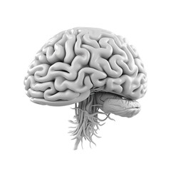White Human Brain Isolated on Transparent Background

