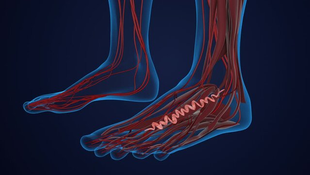 The concept of human varicose veins in feet's