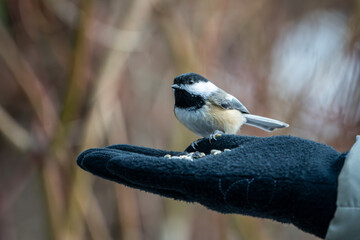 Fototapeta premium Hand-feeding Black-capped Chickadee during winter.