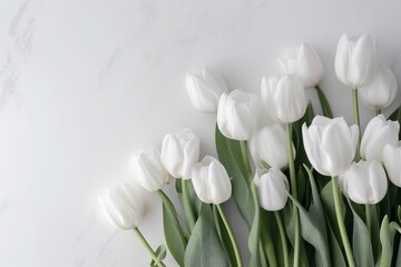 white-background tulips with room for text. Generative AI