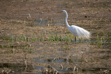Great Egret hunting for food in a marsh along the St. Lawrence River