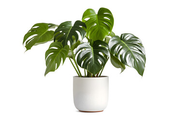 monstera plant in a pot, isloated on a white background