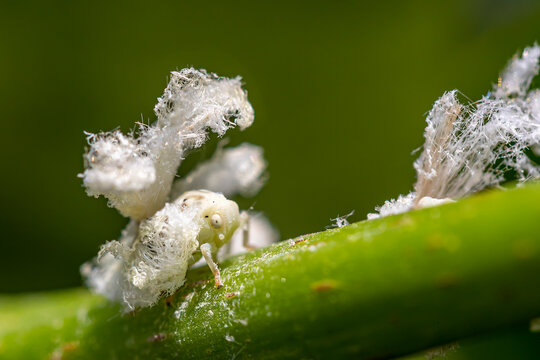 Macro close-up of a flatid planthopper nymph on a green leaf, displaying its characteristic white waxy filaments and delicate body structure.