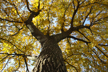Yellow Fall Leaves in Tree
