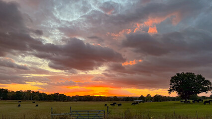 Fall Sunrise over Pasture