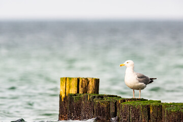 Möwe über der Ostsee