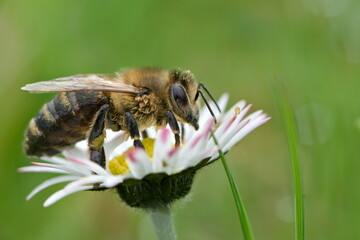 Obraz premium Honey bee Apis mellifera on white flower collected pollen. The most important animate being in the world.